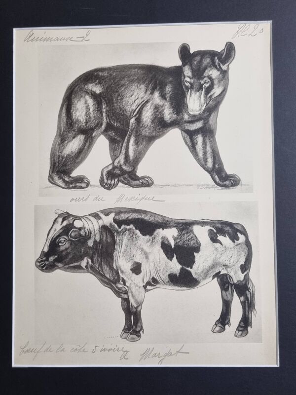 Planche illustrée, Études d’un Ours et d’un Bœuf Signée André Margat, 1930