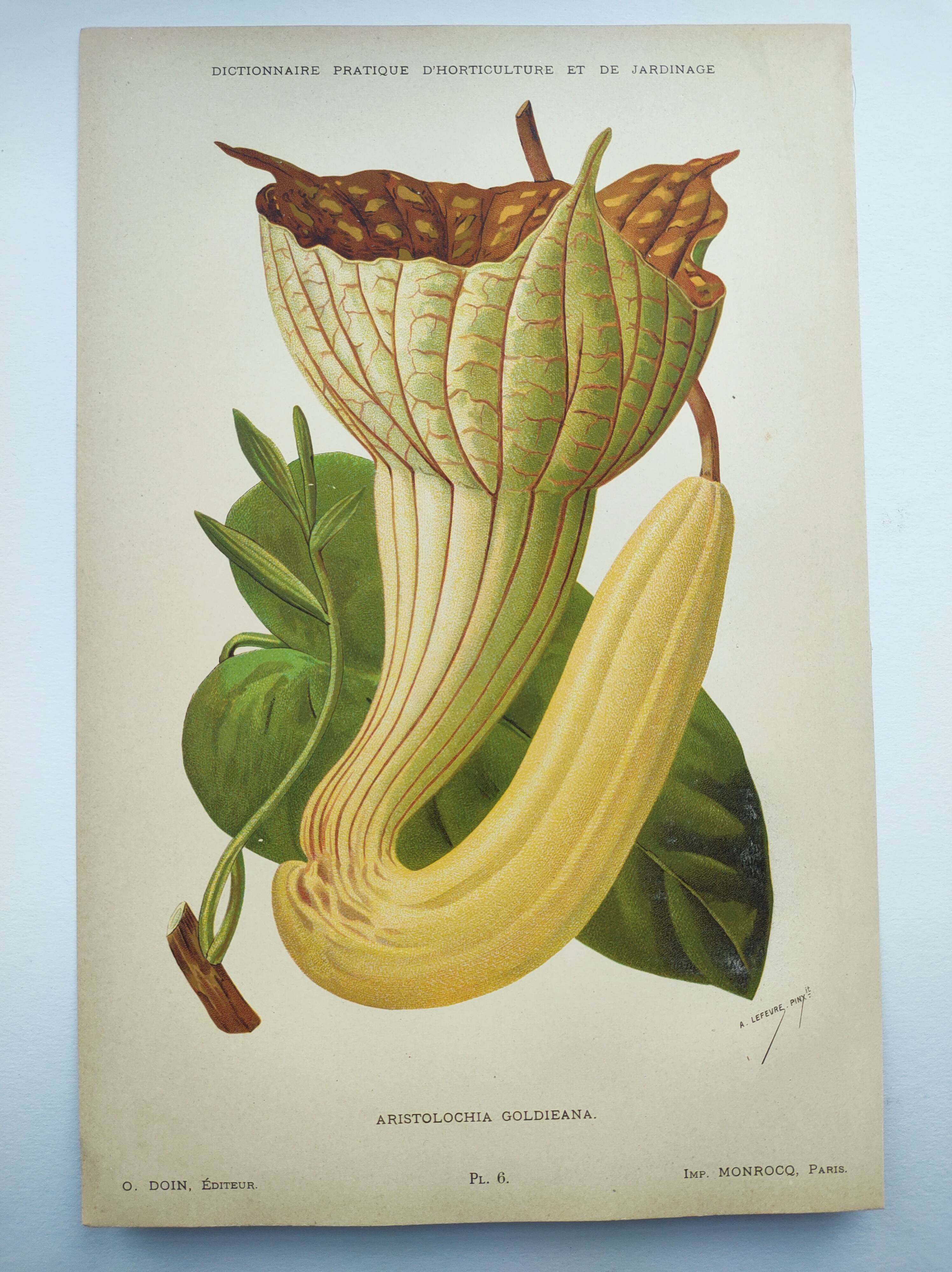 Botanical engraving from 1897 - Goldie's Aristolochia - Original plate. Old lithograph