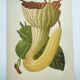 Botanical engraving from 1897 - Goldie's Aristolochia - Original plate. Old lithograph
