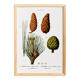 Botanical poster on the maritime pine, after an old engraving from 1802