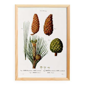 Botanical poster on the maritime pine, after an old engraving from 1802