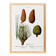 Botanical poster on the maritime pine, after an old engraving from 1802