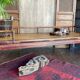 Antique daybed coffee table