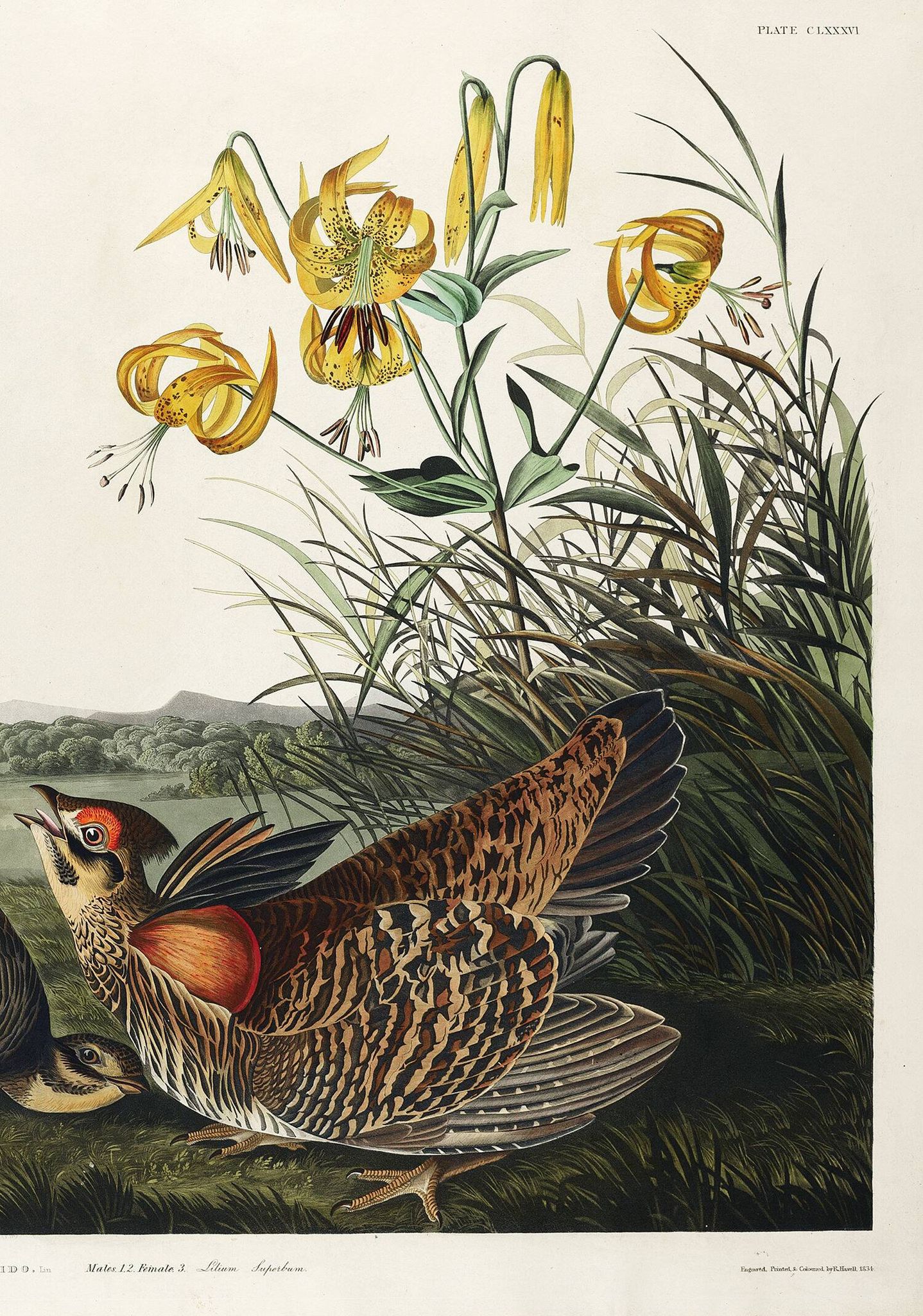 Affiche sur la Gélinotte à queue fine, d’après une gravure ancienne de 1827