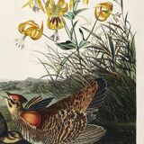 Poster of the Sharp-tailed Hazel Grouse, after an old engraving from 1827