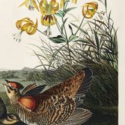 Affiche sur la Gélinotte à queue fine, d’après une gravure ancienne de 1827
