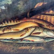 Still life with fish signed HL Rolfe
