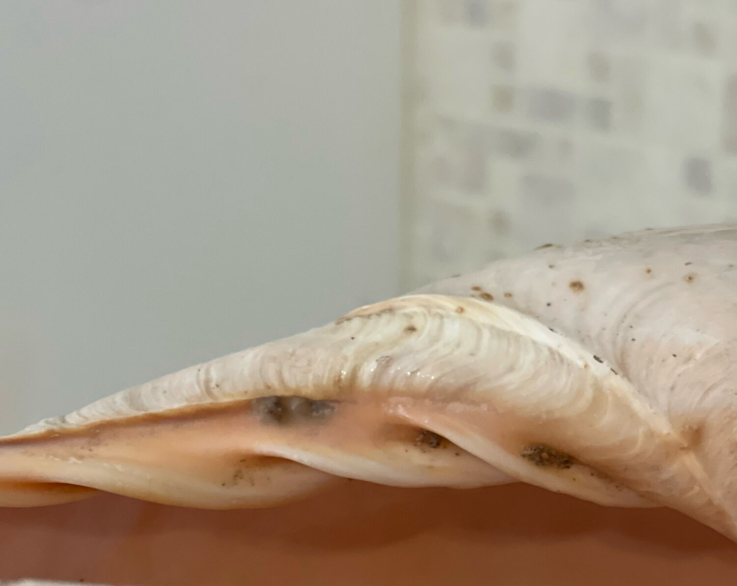 Large Melo Amphora seashell.