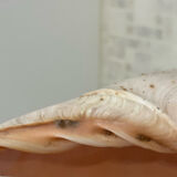 Large Melo Amphora seashell.