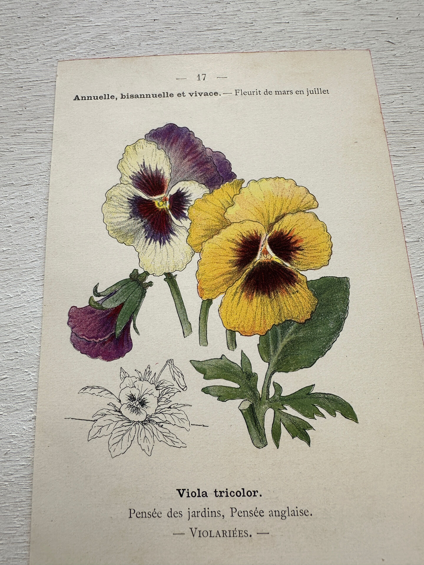 Botanical Plate 1800 Old Naturalist Engraving 19th Century Double-Sided