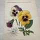 Botanical Plate 1800 Old Naturalist Engraving 19th Century Double-Sided