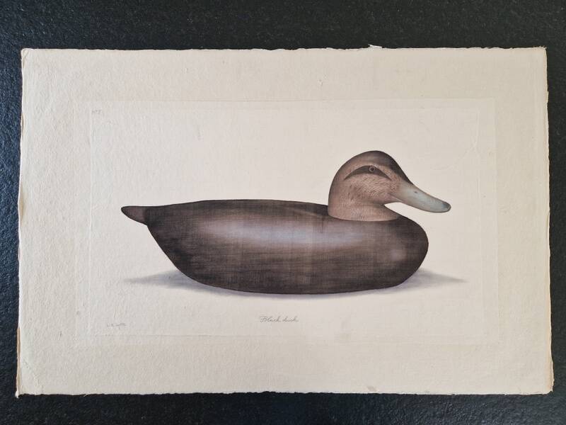 La Roche Laffitte (Born in 1943) - Watercolour drawing on fabric - Duck