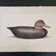 La Roche Laffitte (Born in 1943) - Watercolour drawing on fabric - Duck