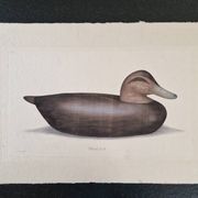 La Roche Laffitte (Born in 1943) - Watercolour drawing on fabric - Duck