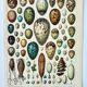 Old engraving 1898, Eggs, birds, animals, zoology • Original and vintage lithograph