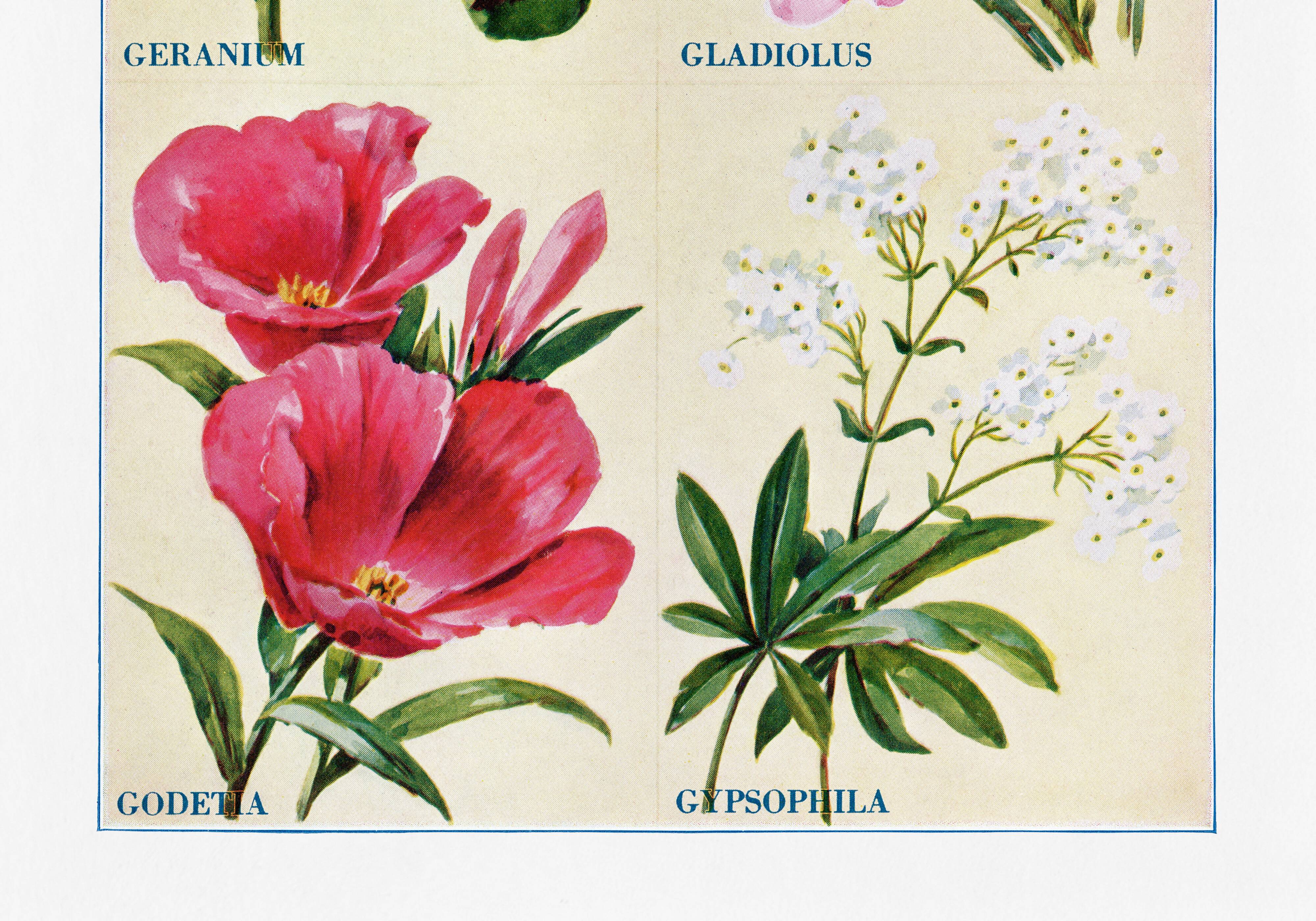 Poster about geraniums, gladioli, godetia, and gypsophila