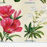 Poster about geraniums, gladioli, godetia, and gypsophila