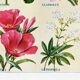 Poster about geraniums, gladioli, godetia, and gypsophila