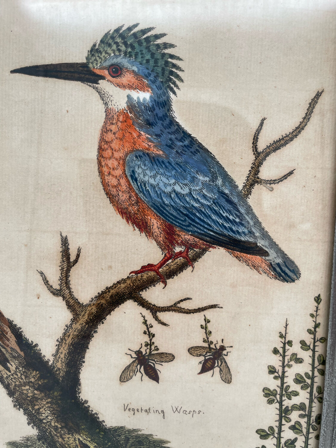 Antique engraving of bird naturalist, by Georges Edwards.