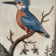 Antique engraving of bird naturalist, by Georges Edwards.
