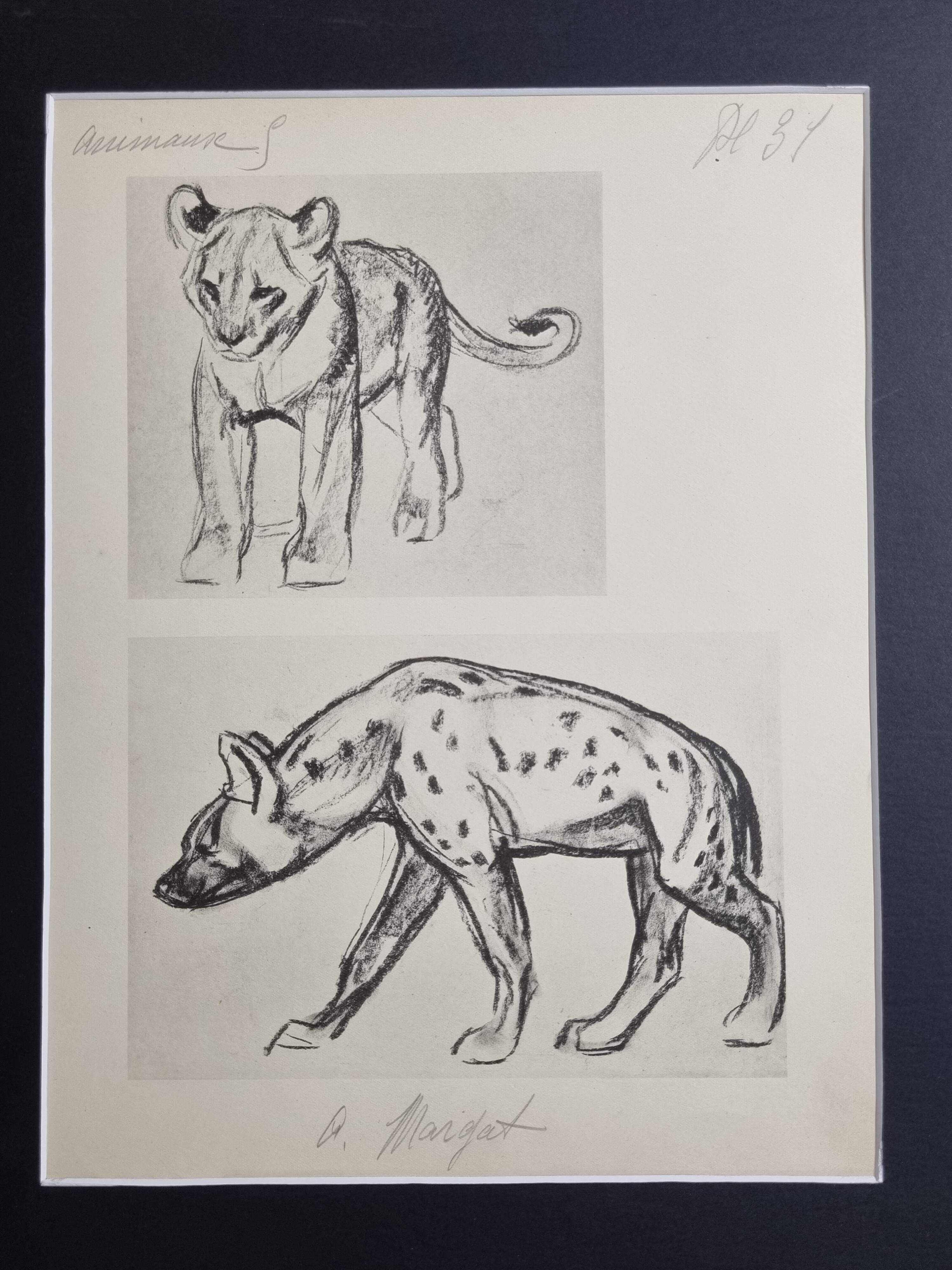 Illustrated plate, Studies of a lion cub and a hyena, Signed A. Margat, 1930