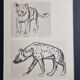 Illustrated plate, Studies of a lion cub and a hyena, Signed A. Margat, 1930