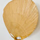 Uchiwa III bamboo wall lamp by Ingo Maurer for Design M