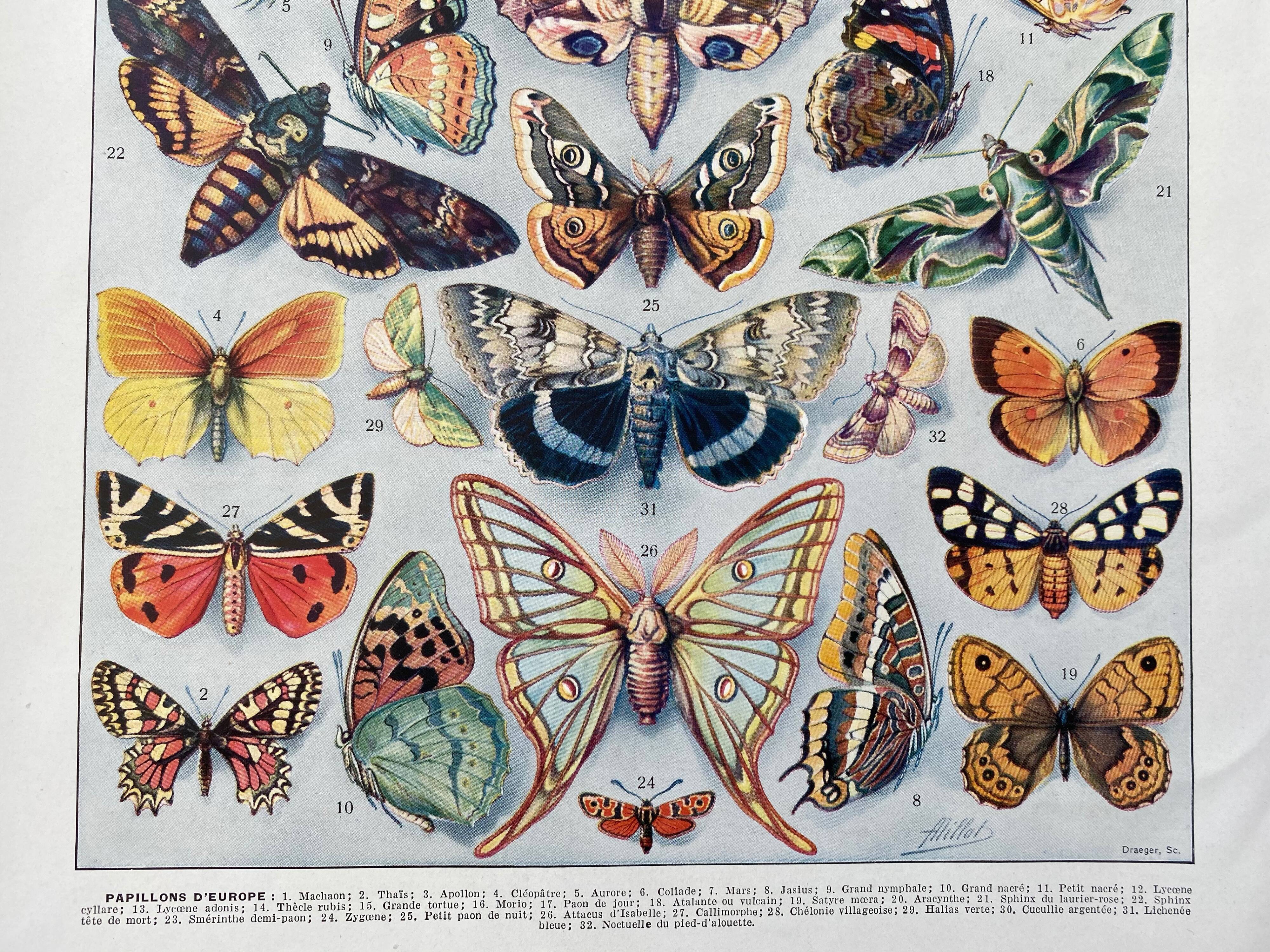 Old illustration Millot "butterflies"