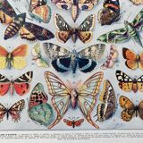 Old illustration Millot "butterflies"