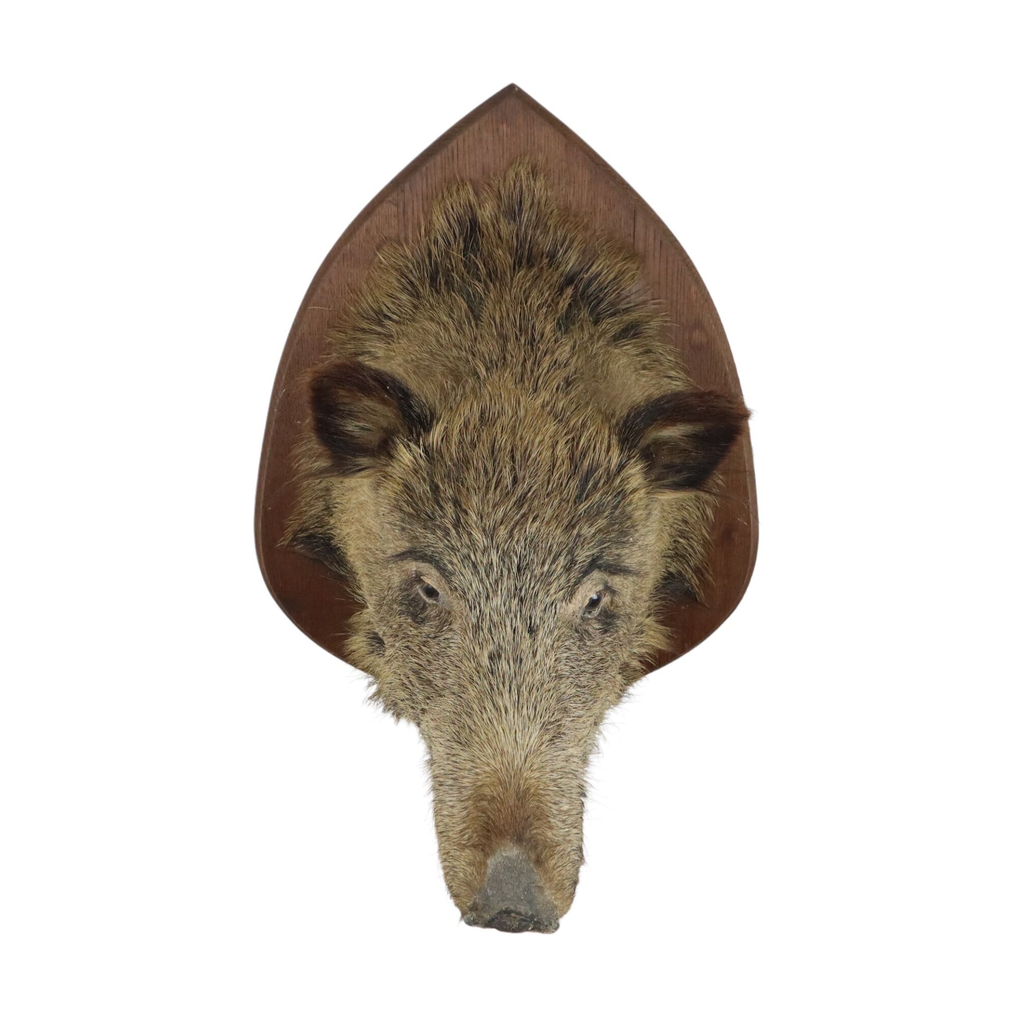 Wild boar head taxidermy wild boar bust stuffed animal 55cm