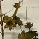 Golden bronze chandelier 19th