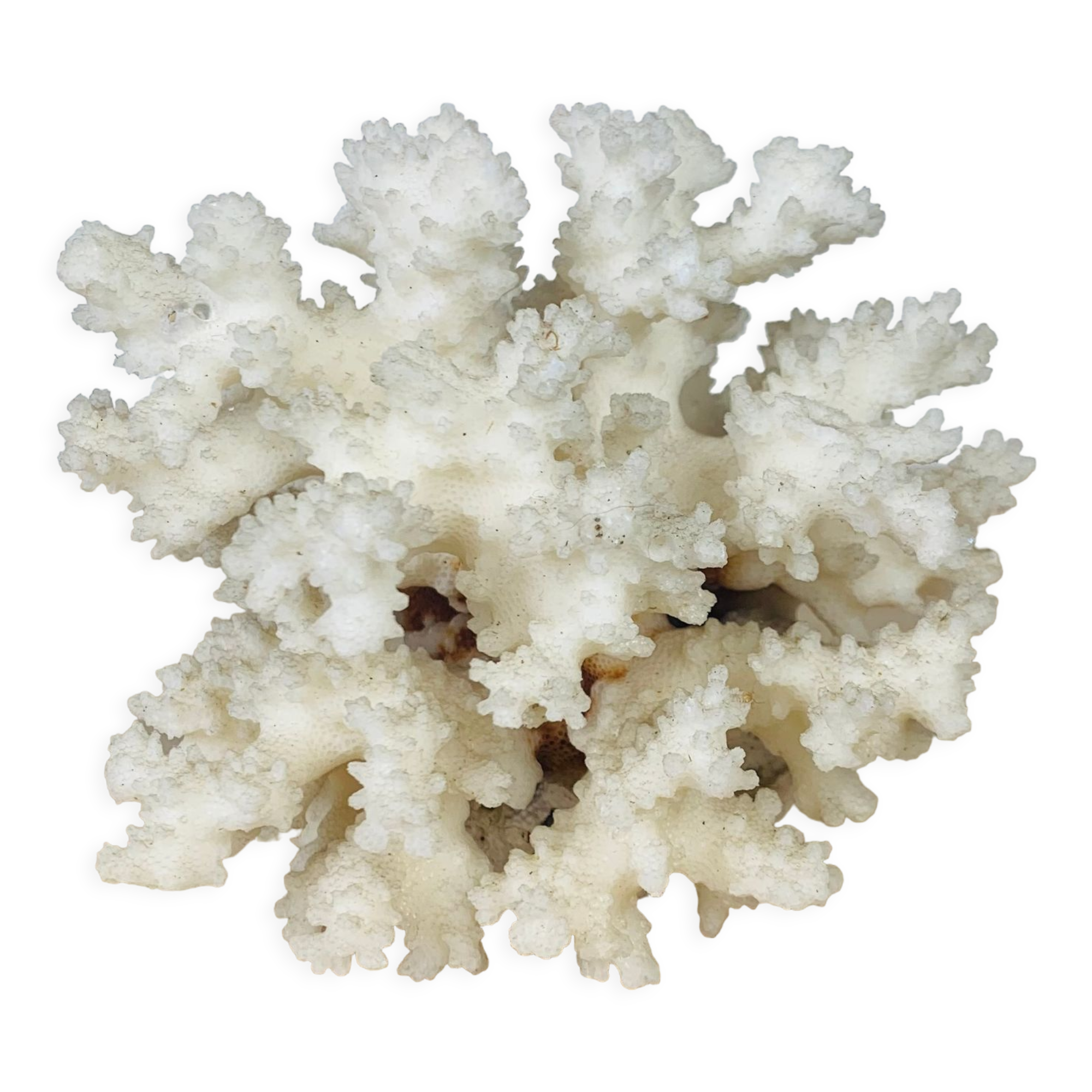Natural ancient white coral 13 cm