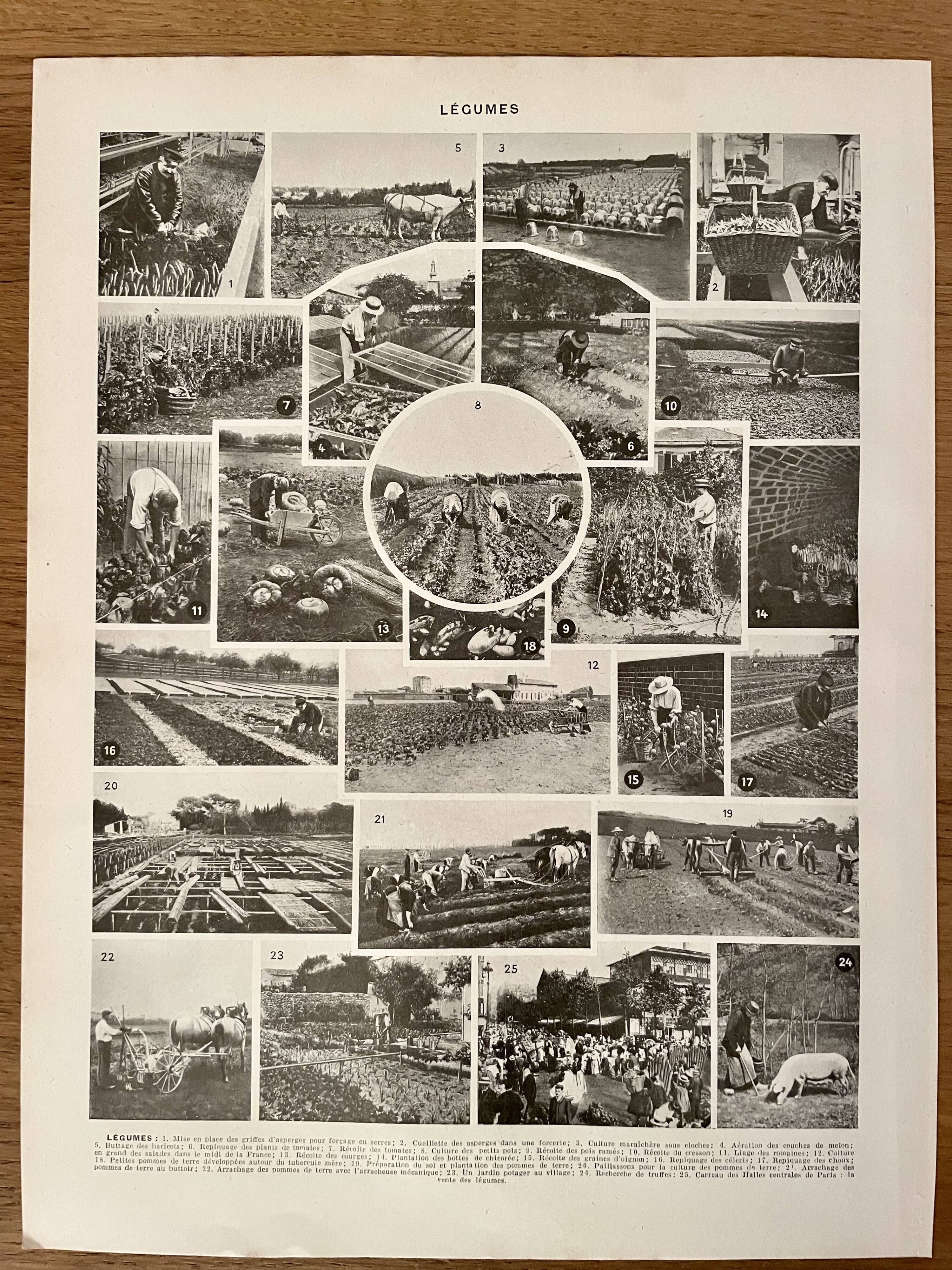 Lithographie sur les légumes et plantes potagères - 1920