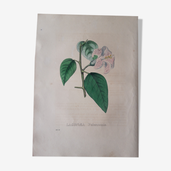 Planche botanique Lagunaea Patersonia, lithographiée et colorié, Sertum Botanicum 1832