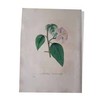Planche botanique Lagunaea Patersonia, lithographiée et colorié, Sertum Botanicum 1832