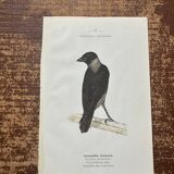 Old botanical plate naturalist engraving