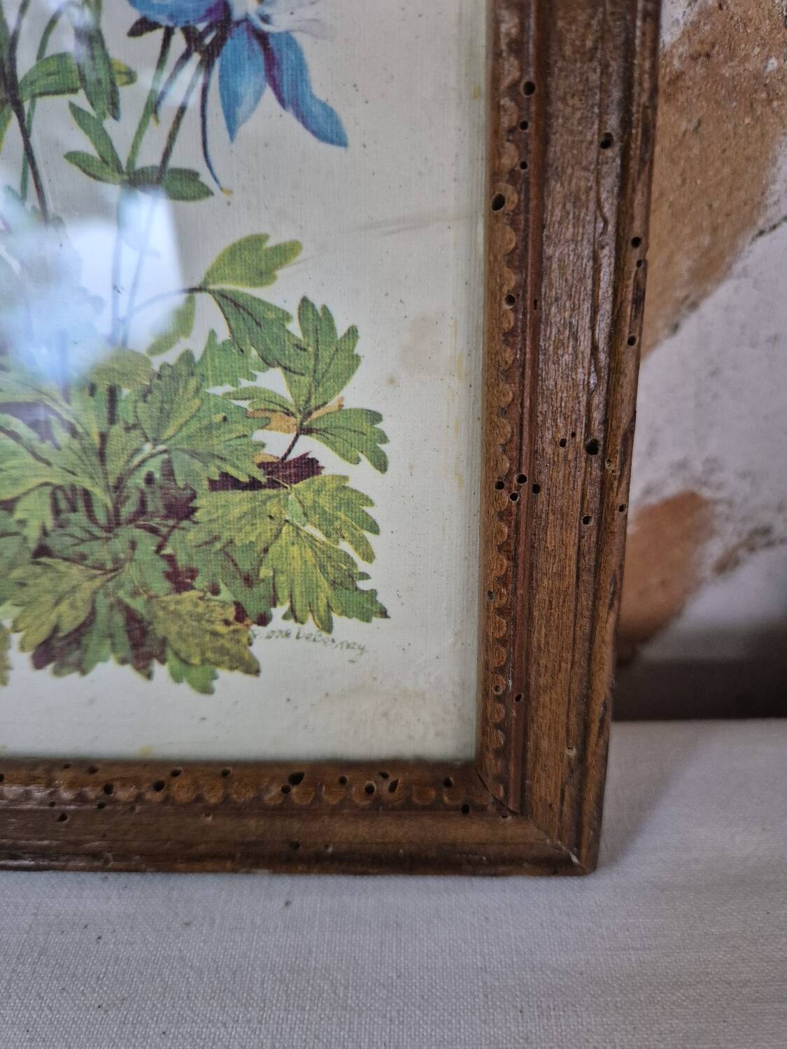 Framed botanical illustration of columbine