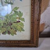 Framed botanical illustration of columbine