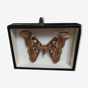 Butterfly naturalized entomology