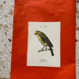 Botanical engraving birds double sided naturalist board