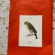 Botanical engraving birds double sided naturalist board
