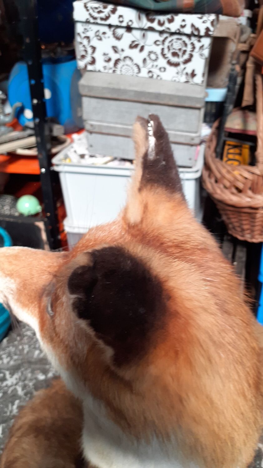 Stuffed fox and naturalized taxidermy