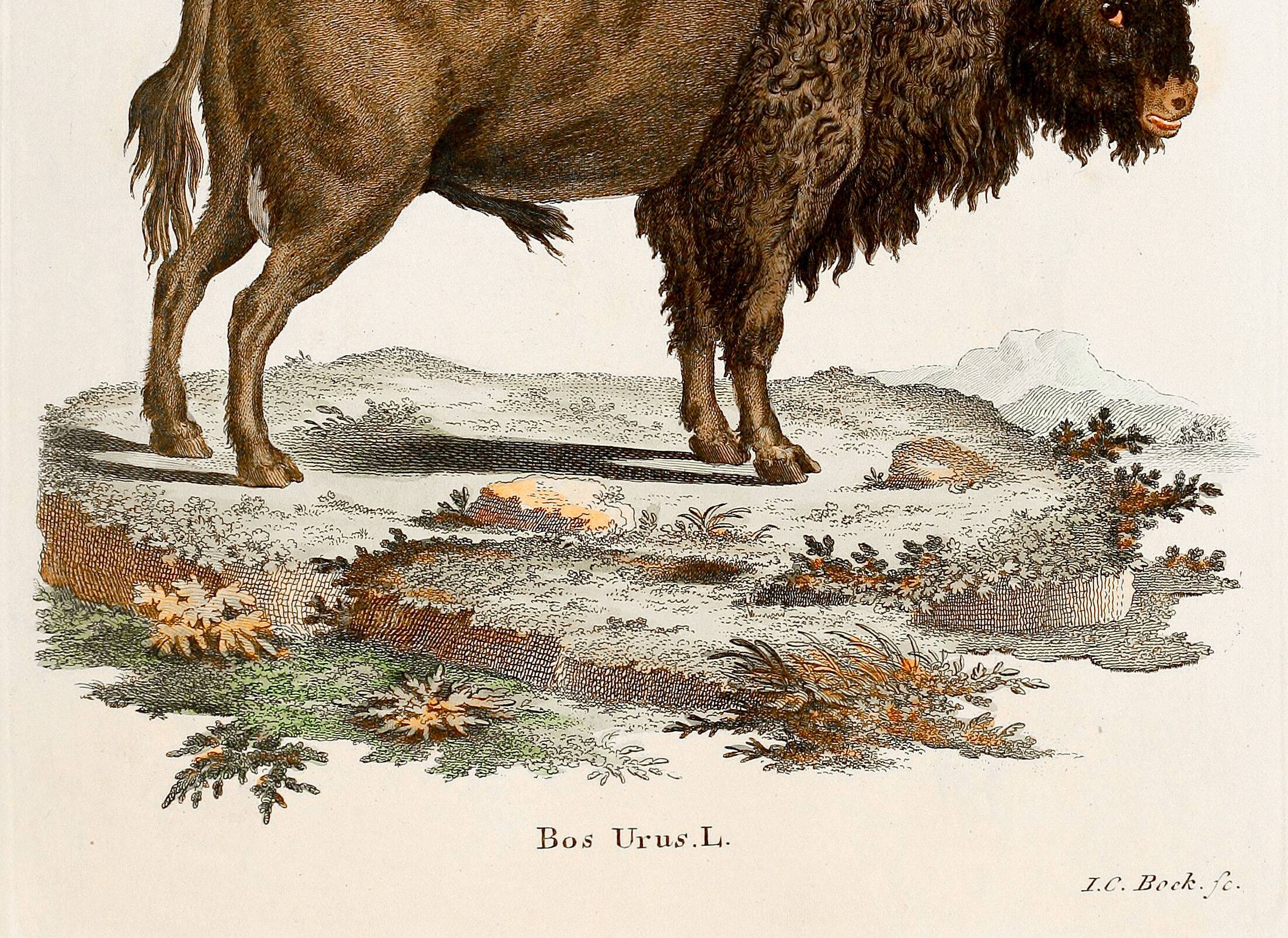 Poster about the Steppe Bison, based on an old engraving from 1774.