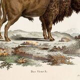 Poster about the Steppe Bison, based on an old engraving from 1774.