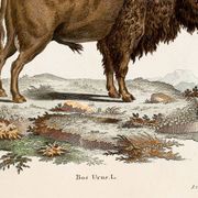 Poster about the Steppe Bison, based on an old engraving from 1774.