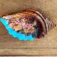 Cendrier barbotine en forme de coquillage Vallauris vintage