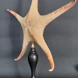 Cabinet of Curiosities starfish Poraster superbus on a base