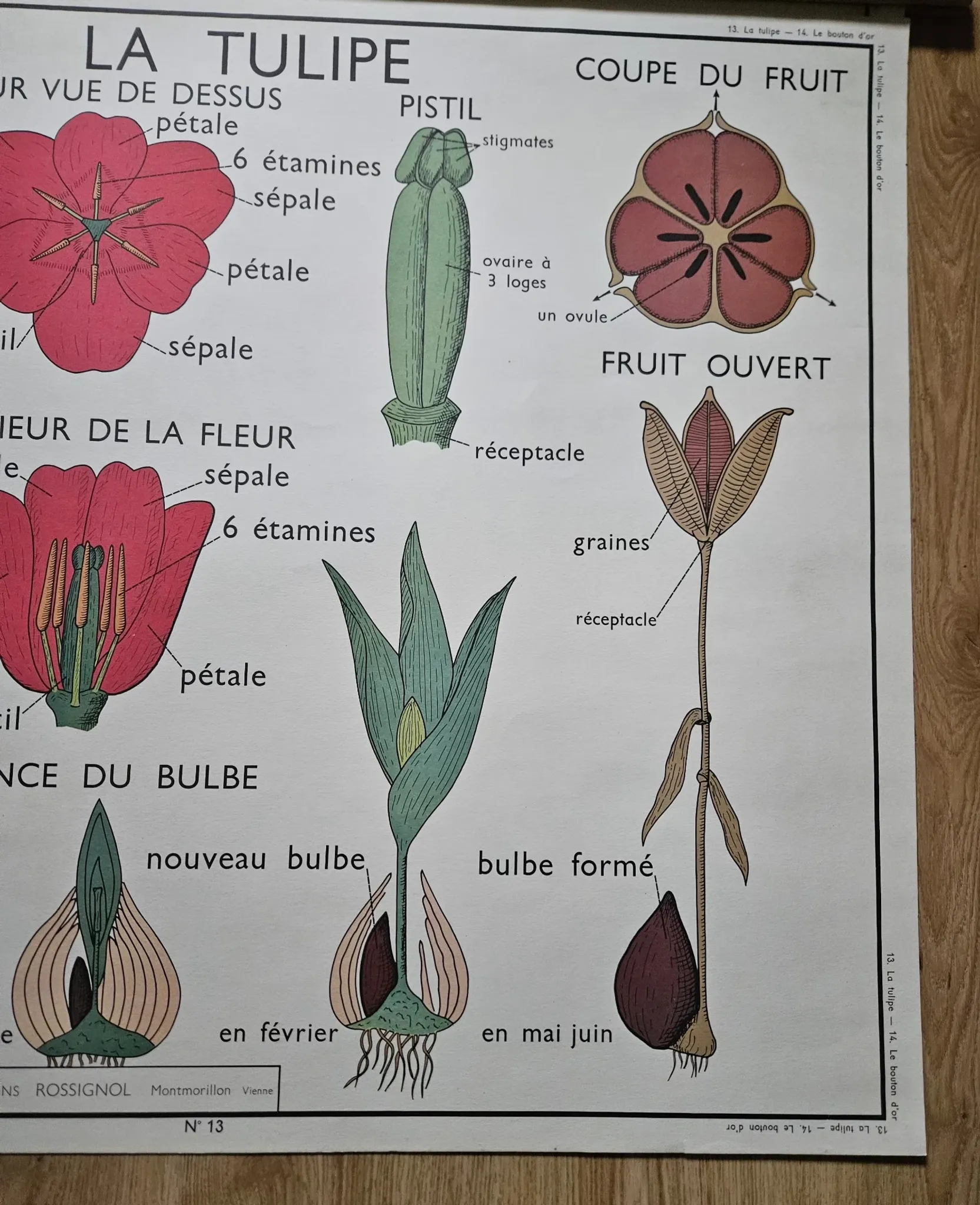 Large school poster The Buttercup and The Tulip Rossignol Editions