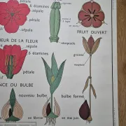 Large school poster The Buttercup and The Tulip Rossignol Editions