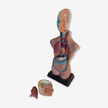 Flayed, medical model, anatomical body
